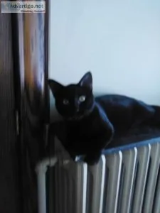 NEED HOMES FOR ADULT CATS