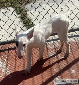 Gorgeous Bullterrier puppies AKC