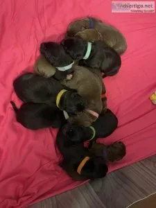 AKC Labrador Retrievers