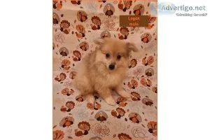 CKC Pomeranian Puppies