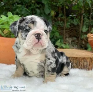 7 English Bulldog for lovers