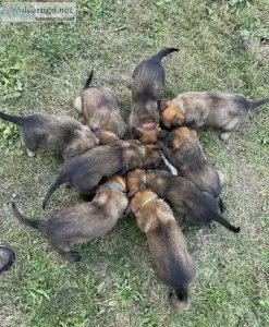 German Shepherd x Malinois