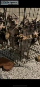 American bully xl