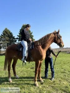 Belgian Cross gelding for sale