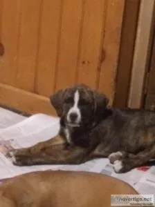 Burnese Mountain Bully Puppies