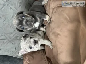 French Bulldog