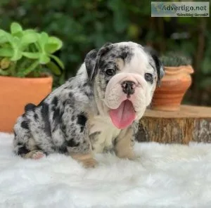Healthy English Bulldog