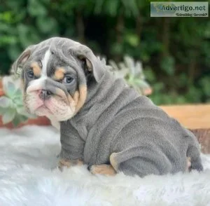 6 English Bulldogs for you and kids