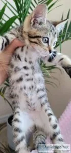 Bengal