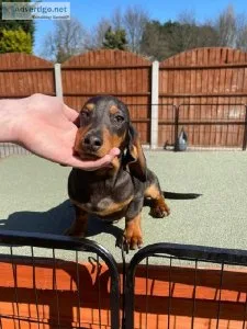 Purebred Dachshund Puppies Ready