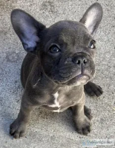 French bulldog puppies