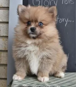 2 Pomeranian Puppies For sale