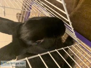 New Zealand Male Rabbit 67 mos old
