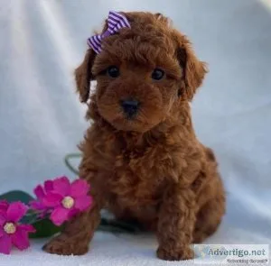 Toy Poodle Puppy For Sale