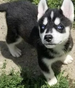 AKC SIBERIAN HUSKY XMAS PUPS