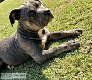 Bully male pup