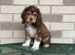 Cocker Spaniel Puppies for Adoption