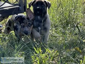 Leopard cursGerman shepherd puppies