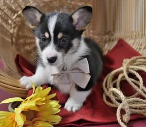 Welsh Corgi (Pembroke) FOR SALE