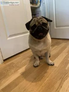 Pure breed fawn pug stud