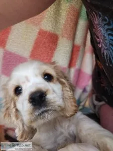 Adorable Cocker Spaniel puppy
