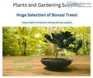 Bonsai trees make great gifts