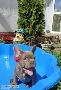 Male Isabella all French Bulldogs (Pueblo CO)