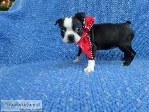 Boston Terrier Puppies