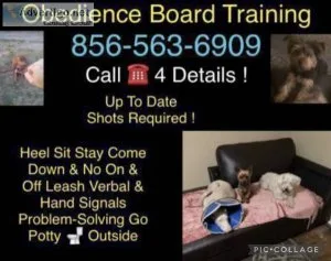 Dog socialization and training