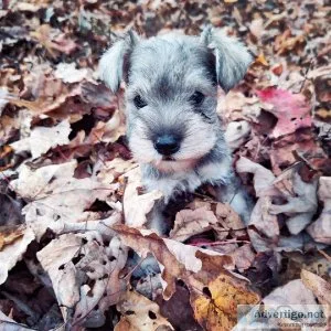 Miniature Schnauzer Puppies
