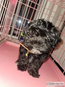 Adorable ShorkiePoo Puppy