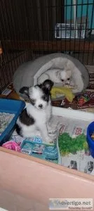 Shichi pup