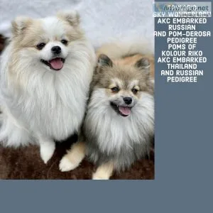 Pomeranian puppies Due Jan 2023