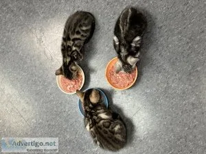 Bengal kittens