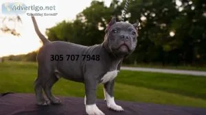 American pit bull terrier puppy from reputable breeders near you