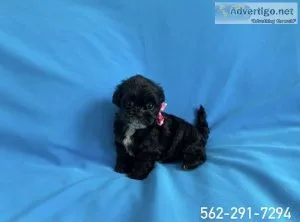 Morkie Puppies