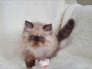 TTRQA HGJKJ Himalayan kittens