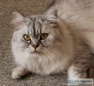 Online Persian Cat Price in Noida