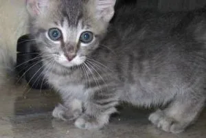 RTHTRE YJYTRU Munchkin kittens
