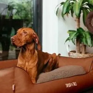 Get high sided dog bed in the UK at Taylor and Tails