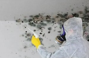 Attic Mold Removal Toronto