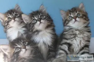 TJTQSE GFHGFHM Siberian kittens