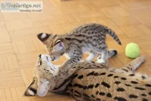 Tica registered Champion Lines Savannah Kittens