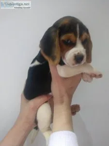 beagle 1 reg