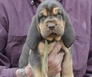 RHREJ JHKYKI Bloodhound puppies