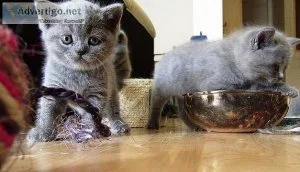 FHTJW GHJKHG British Short-hair kittens
