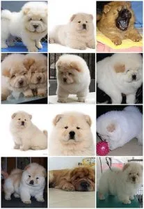 GFREH RGTRER Chow Chow puppies