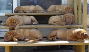 JYHYJYB FDHFY Dogue de Bordeaux puppies