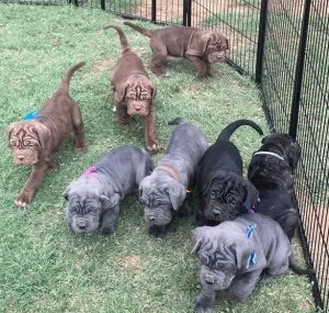 FDGD HRTH Neapolitan Mastiff puppies