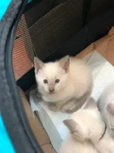 Super Cute Siamese Babies.